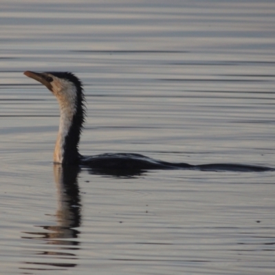 Microcarbo melanoleucos (Little Pied Cormorant) at Molonglo Valley, ACT - 22 Mar 2022 by MichaelBedingfield