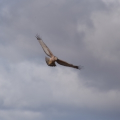 Circus assimilis (Spotted Harrier) at Pialligo, ACT - 1 Aug 2022 by millsse