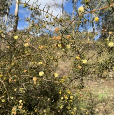 Acacia ulicifolia (Prickly Moses) at Coree, ACT - 1 Aug 2022 by Eland