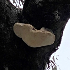 zz Polypore (shelf/hoof-like) at Hughes Garran Woodland - 31 Jul 2022 by ruthkerruish