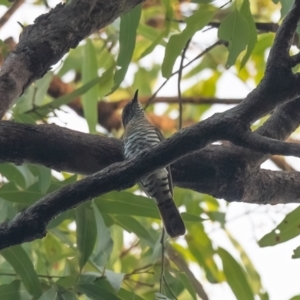 Chrysococcyx minutillus (Little Bronze-Cuckoo) at Lockhart, QLD by NigeHartley