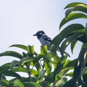 Carterornis leucotis at Lockhart, QLD - 5 Jan 2022