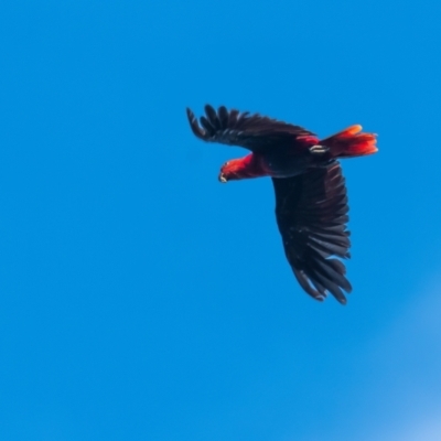 Eclectus polychloros (Papuan Eclectus) at Lockhart, QLD - 5 Jan 2022 by NigeHartley