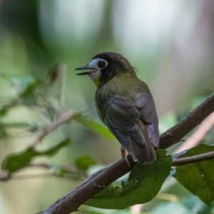 Tregallasia leucops at Lockhart, QLD - 5 Jan 2022
