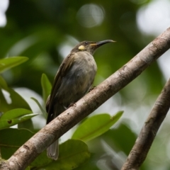 Meliphaga notata (Yellow-spotted Honeyeater) at Lockhart, QLD - 4 Jan 2022 by NigeHartley