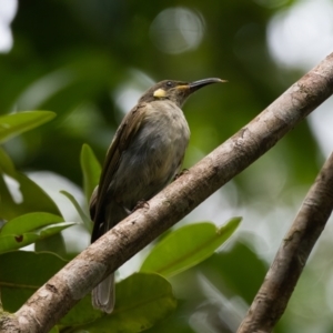 Meliphaga notata at Lockhart, QLD - 5 Jan 2022 10:37 AM
