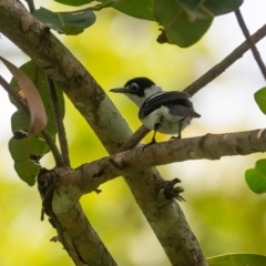 Arses lorealis (Frill-necked Monarch) at Lockhart, QLD - 4 Jan 2022 by NigeHartley