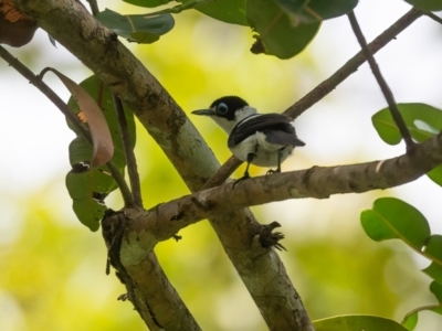 Arses lorealis (Frill-necked Monarch) at Lockhart, QLD - 4 Jan 2022 by NigeHartley