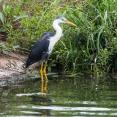 Egretta picata (Pied Heron) at Lockhart, QLD - 5 Jan 2022 by NigeHartley