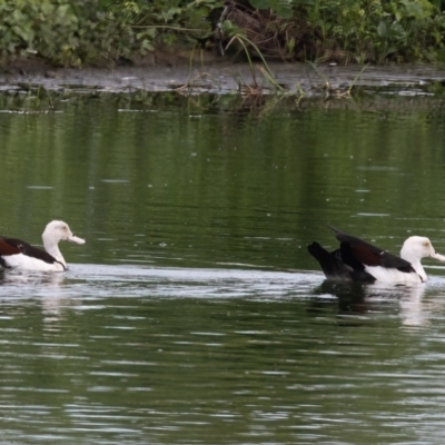 Radjah radjah (Radjah Shelduck) at Lockhart, QLD - 5 Jan 2022 by NigeHartley