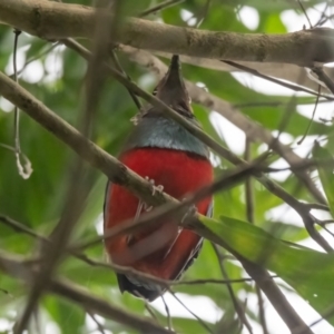 Erythropitta macklotii at Lockhart, QLD - 5 Jan 2022 04:46 PM