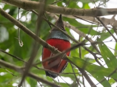 Erythropitta macklotii (South Papuan Pitta) at Lockhart, QLD - 5 Jan 2022 by NigeHartley