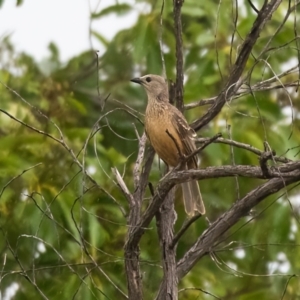 Chlamydera cerviniventris at Lockhart, QLD - 5 Jan 2022 05:00 PM