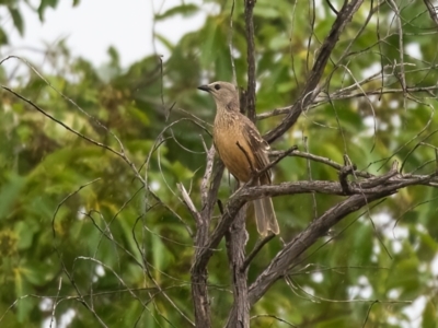 Chlamydera cerviniventris (Fawn-breasted Bowerbird) at Lockhart, QLD - 5 Jan 2022 by NigeHartley