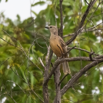 Chlamydera cerviniventris (Fawn-breasted Bowerbird) at Lockhart, QLD - 5 Jan 2022 by NigeHartley