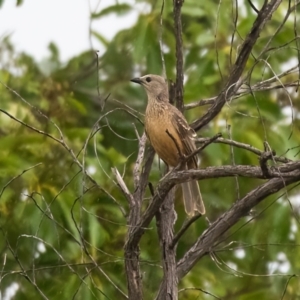 Chlamydera cerviniventris (TBC) at suppressed by NigeHartley