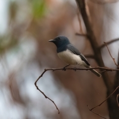 Myiagra rubecula (Leaden Flycatcher) at Lockhart, QLD - 5 Jan 2022 by NigeHartley