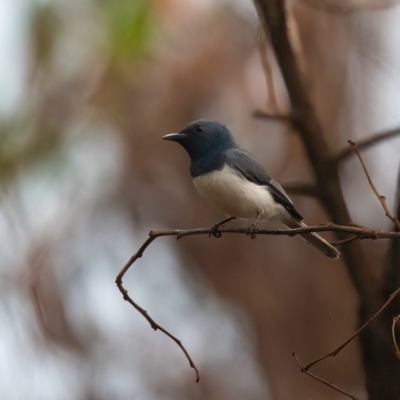 Myiagra rubecula (Leaden Flycatcher) at Lockhart, QLD - 5 Jan 2022 by NigeHartley