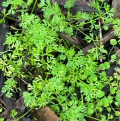 Cotula australis (Common Cotula, Carrot Weed) at Fentons Creek, VIC - 1 Aug 2022 by KL