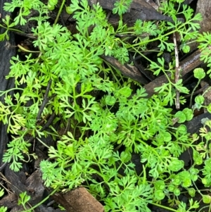 Cotula australis at Fentons Creek, VIC - 1 Aug 2022