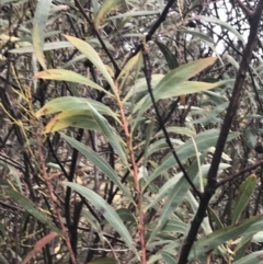 Acacia rubida (Red-stemmed Wattle, Red-leaved Wattle) at Cotter River, ACT - 23 Jul 2022 by Tapirlord