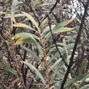 Acacia rubida at Cotter River, ACT - 24 Jul 2022