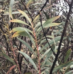 Acacia rubida at Cotter River, ACT - 24 Jul 2022 08:11 AM