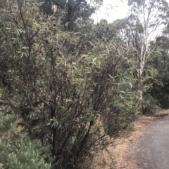 Acacia rubida at Cotter River, ACT - 24 Jul 2022