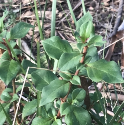 Coprosma hirtella (Currant Bush) at Cotter River, ACT - 24 Jul 2022 by Tapirlord