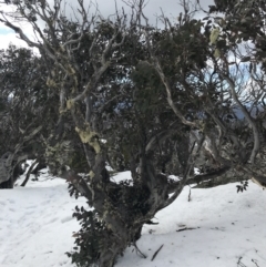 Eucalyptus pauciflora subsp. debeuzevillei (A Snow Gum) at Namadgi National Park - 24 Jul 2022 by Tapirlord