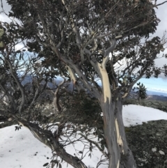 Eucalyptus pauciflora subsp. debeuzevillei at Namadgi National Park - 24 Jul 2022
