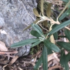 Olearia megalophylla (Large-leaf Daisy-bush) at Cotter River, ACT - 24 Jul 2022 by Tapirlord