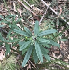 Olearia megalophylla at Cotter River, ACT - 24 Jul 2022