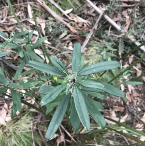 Olearia megalophylla at Cotter River, ACT - 24 Jul 2022