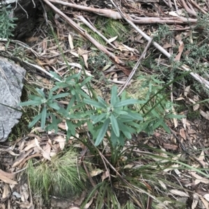 Olearia megalophylla at Cotter River, ACT - 24 Jul 2022 04:00 PM