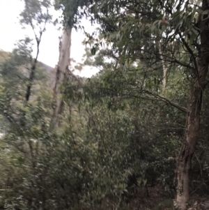 Eucalyptus radiata subsp. robertsonii at Cotter River, ACT - 24 Jul 2022
