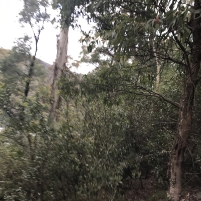 Eucalyptus radiata subsp. robertsonii (Robertson's Peppermint) at Namadgi National Park - 24 Jul 2022 by Tapirlord