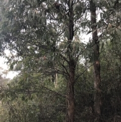 Eucalyptus radiata subsp. robertsonii at Cotter River, ACT - 24 Jul 2022 04:34 PM