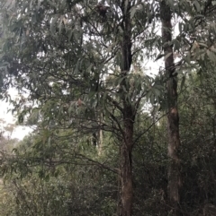 Eucalyptus radiata subsp. robertsonii at Cotter River, ACT - 24 Jul 2022