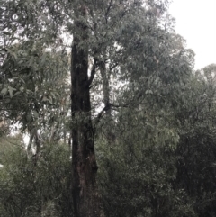 Eucalyptus radiata subsp. robertsonii at Cotter River, ACT - 24 Jul 2022 04:34 PM