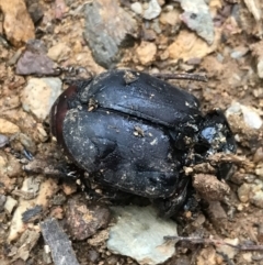 Safrina jugularis (Jugularis stag beetle) at Namadgi National Park - 24 Jul 2022 by Tapirlord