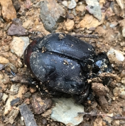Safrina jugularis (Jugularis stag beetle) at Namadgi National Park - 24 Jul 2022 by Tapirlord