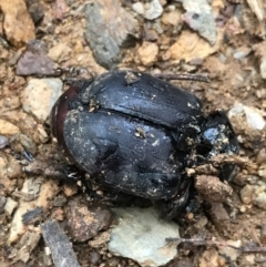 Unidentified Stag beetle (Lucanidae) (TBC) at Cotter River, ACT - 24 Jul 2022 by Tapirlord