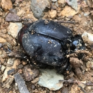 Safrina jugularis at Cotter River, ACT - 24 Jul 2022