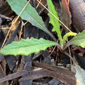 Senecio sp. at Fentons Creek, VIC - 1 Aug 2022 08:28 AM