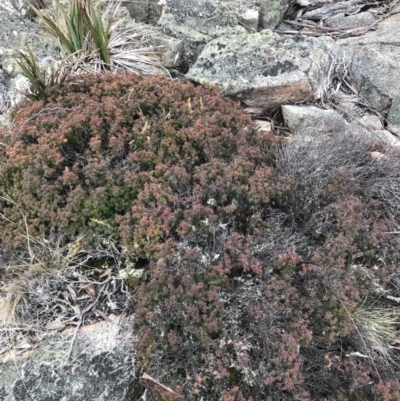 Acrotriche leucocarpa (Tall Acrotriche) at Cotter River, ACT - 24 Jul 2022 by Tapirlord