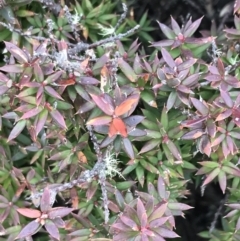 Acrotriche leucocarpa at Cotter River, ACT - 24 Jul 2022