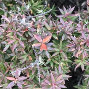 Acrotriche leucocarpa at Cotter River, ACT - 24 Jul 2022 02:44 PM