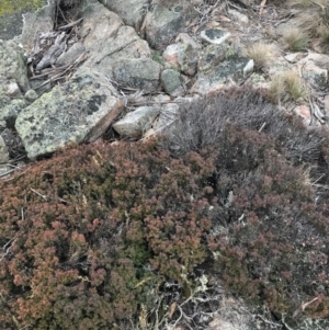 Acrotriche leucocarpa at Cotter River, ACT - 24 Jul 2022 02:44 PM