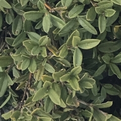 Podolobium alpestre at Cotter River, ACT - 24 Jul 2022